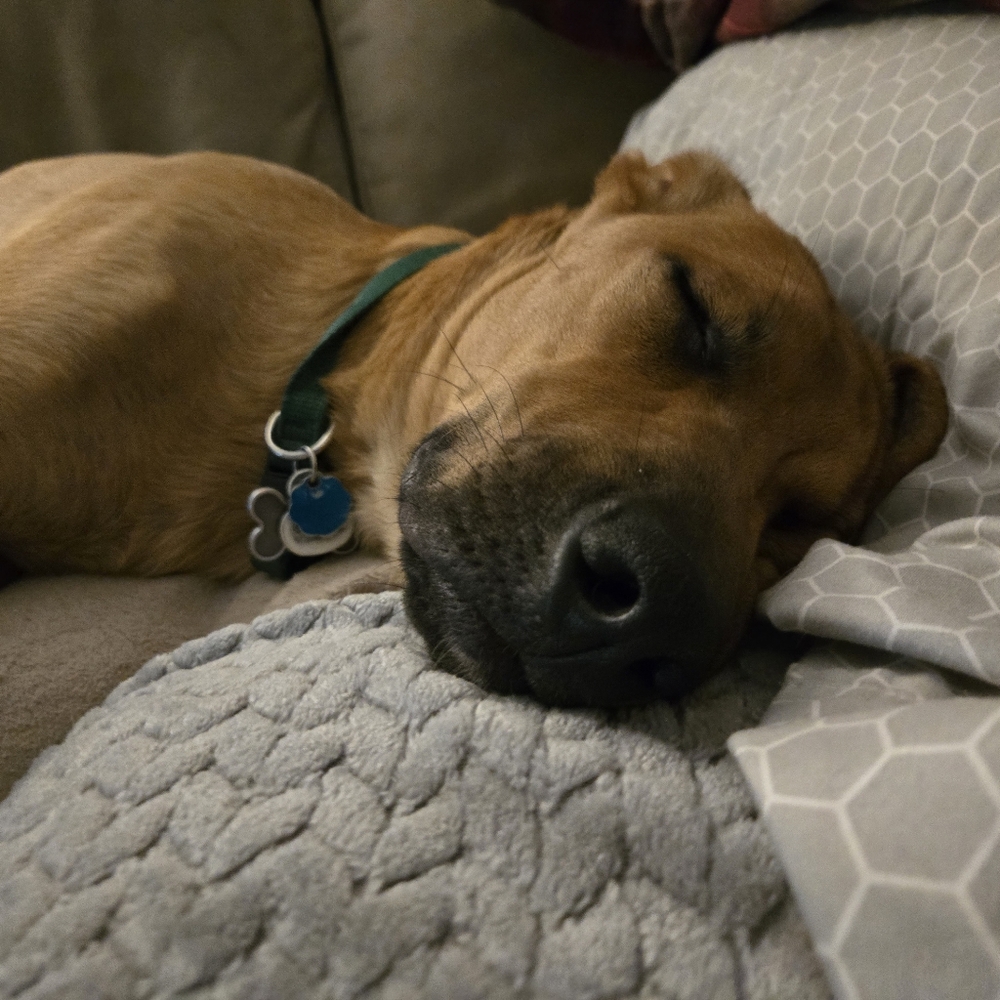 BENTLEY IS CANCER FREE!!! LETS CELEBRATE!!! ACCEPTING ALL REASONABLE OFFERS!!! - Picture 7 of 13